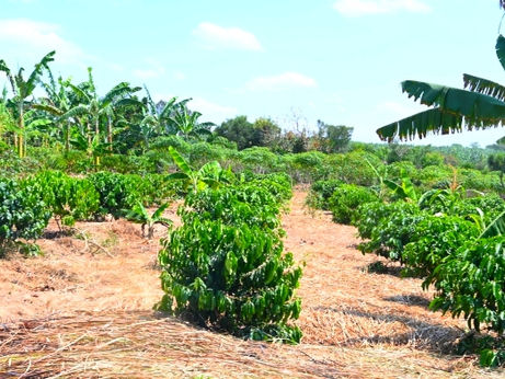 The Principal and other Board Members touring the institution Coffee Project in Rwentanga