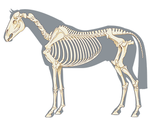 spine.png