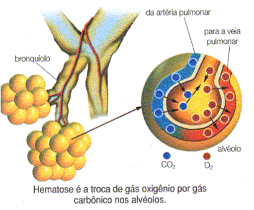 Imagem7.gif