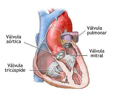 valvas.jpg