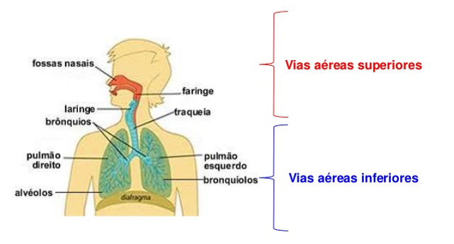 VIAS AÉREAS SUPERIORES | Sistemarespiratorio