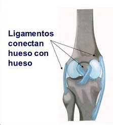 captulo-17-lesiones-msculo-esquelticas-7