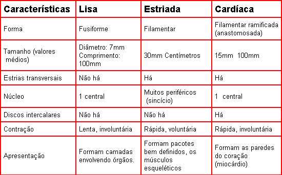 histologia-animal-16.gif