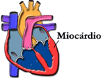 miocardio.gif