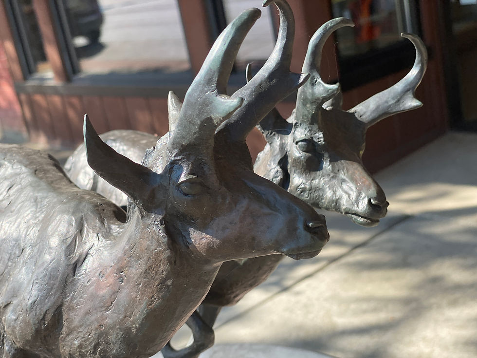 Thumbnail: Pronghorns by Veryl Goodnight