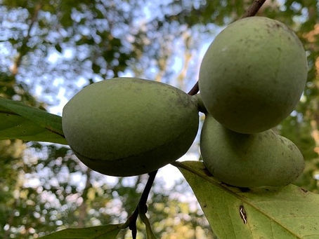 Nature's Candy: Exploring Native Fruits of the Southeast
