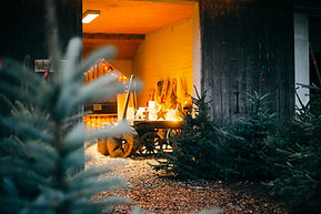 Weihnachtsbaumverkauf_031.jpg