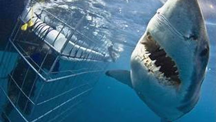 Shark Cage Diving with RETURN Transfer from Cape Town
Gansbaai