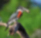 Birding Riverine System Full Day Trip Elands Bay | AdventureGate