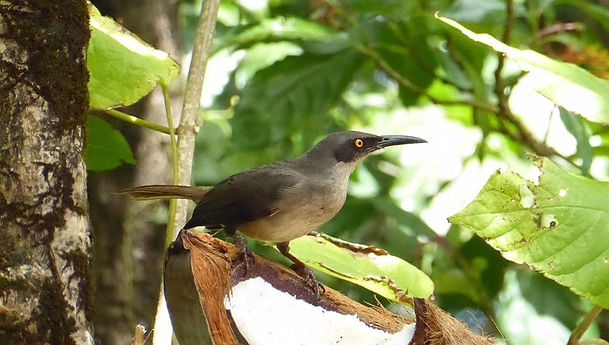 Bird Watching and Nature Hike. Saint Lucia W.I