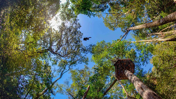 Zipline Canopy Tour. Storms River. Tsitsikamma Nasional Park