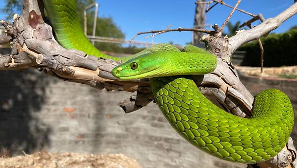 Snake School. Franschhoek