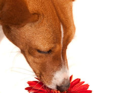 Poisonous Plants for Dogs