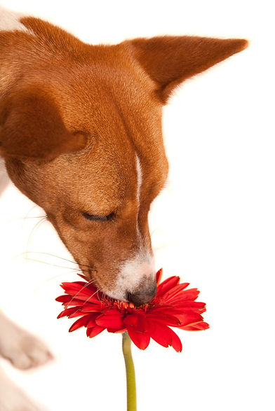 Fiore che annusa il cane