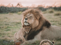 New Moon in Leo