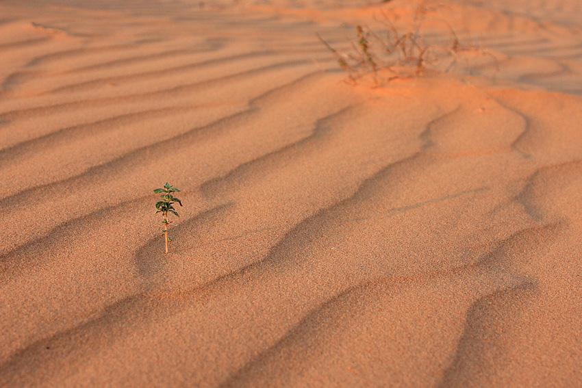 Desert Sand
