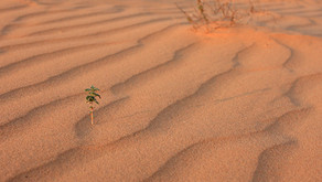 The Economic Impact of Australia’s Drought