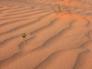 The Economic Impact of Australia’s Drought