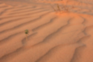 Desert Sand