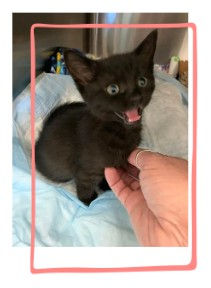 Image of a small black kitten with its mouth open in a "meow" being scratched on the chest by a hand.