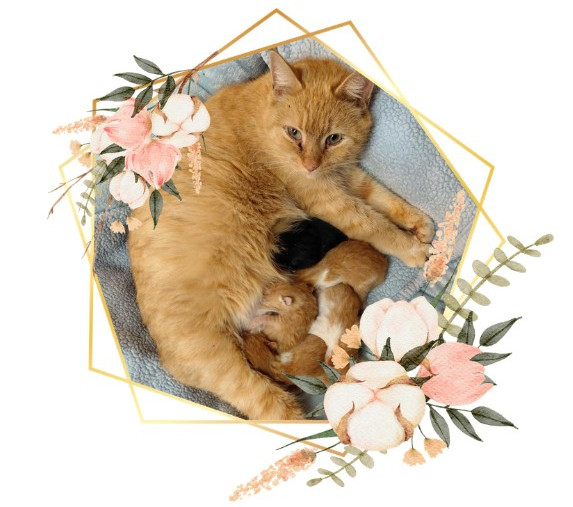 Picture of orange mama cat with her nursing kittens. Image is surrounded by two octagonal gold frames and two groupings of pink and white flowers.