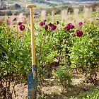 Vom Hügel Bio Blumen