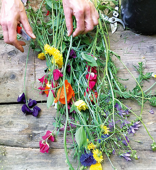 zutaten frisch gepfückt.jpg