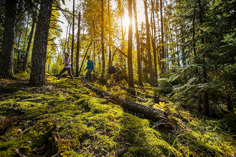 A group of friends hiking through the woods of PANP