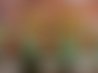 Engaged for the Holidays? Stress Less and Celebrate More.