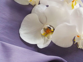 蝴蝶蘭 Phalaenopsis 