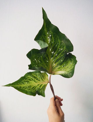 彩芋葉 Caladium