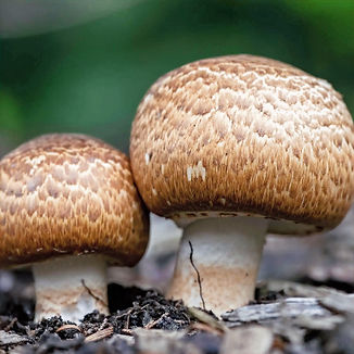 09-Agarcus-nature-scaled-1_edited_edited.jpg