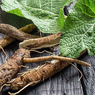 Burdock_edited_edited.jpg