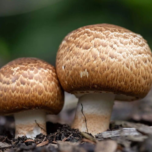 09-Agarcus-nature-scaled-1_edited.jpg
