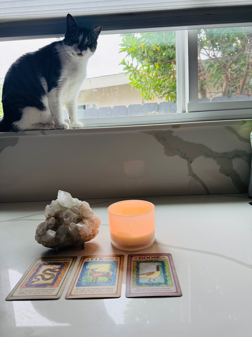 This is my cat every time I go to post card readings for my Subscribers.
