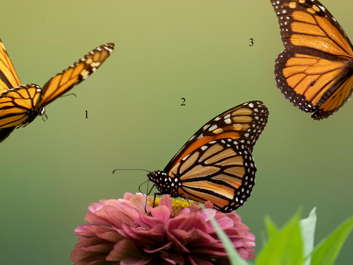 Pick A Butterfly to See What Message Spirit Has For You! — For Subscribers