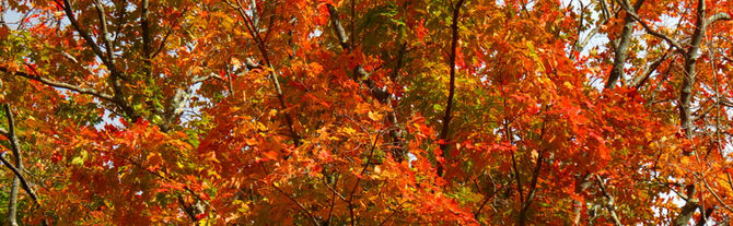 Ode to fall in Connecticut