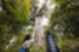 NZ North Island Day 7 - Kauri Tree Forest