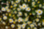 Janelley Health and Wellness _ North Canterbury Holistic Health