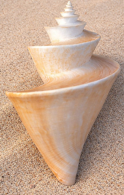Coquillage spiralé beige posé sur le sable fin, symbole de chemin intérieur et de progression naturelle