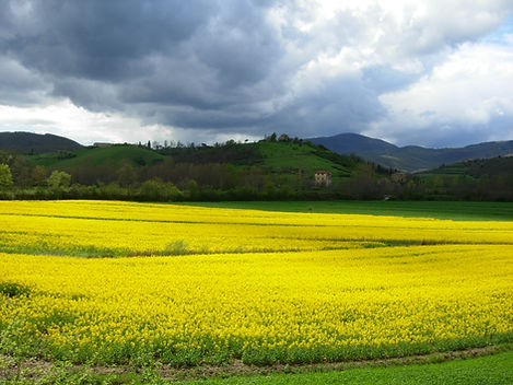 Altabella--April Mustard Bloom.JPG
