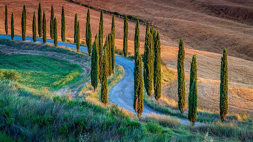 breathtaking-high-angle-shot-path-surrounded-by-poplars-hills.jpg