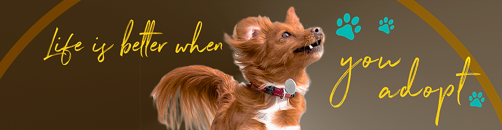 Adoption_hero_title_3x.png