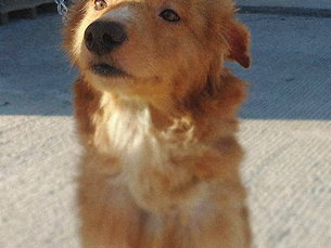 ORO