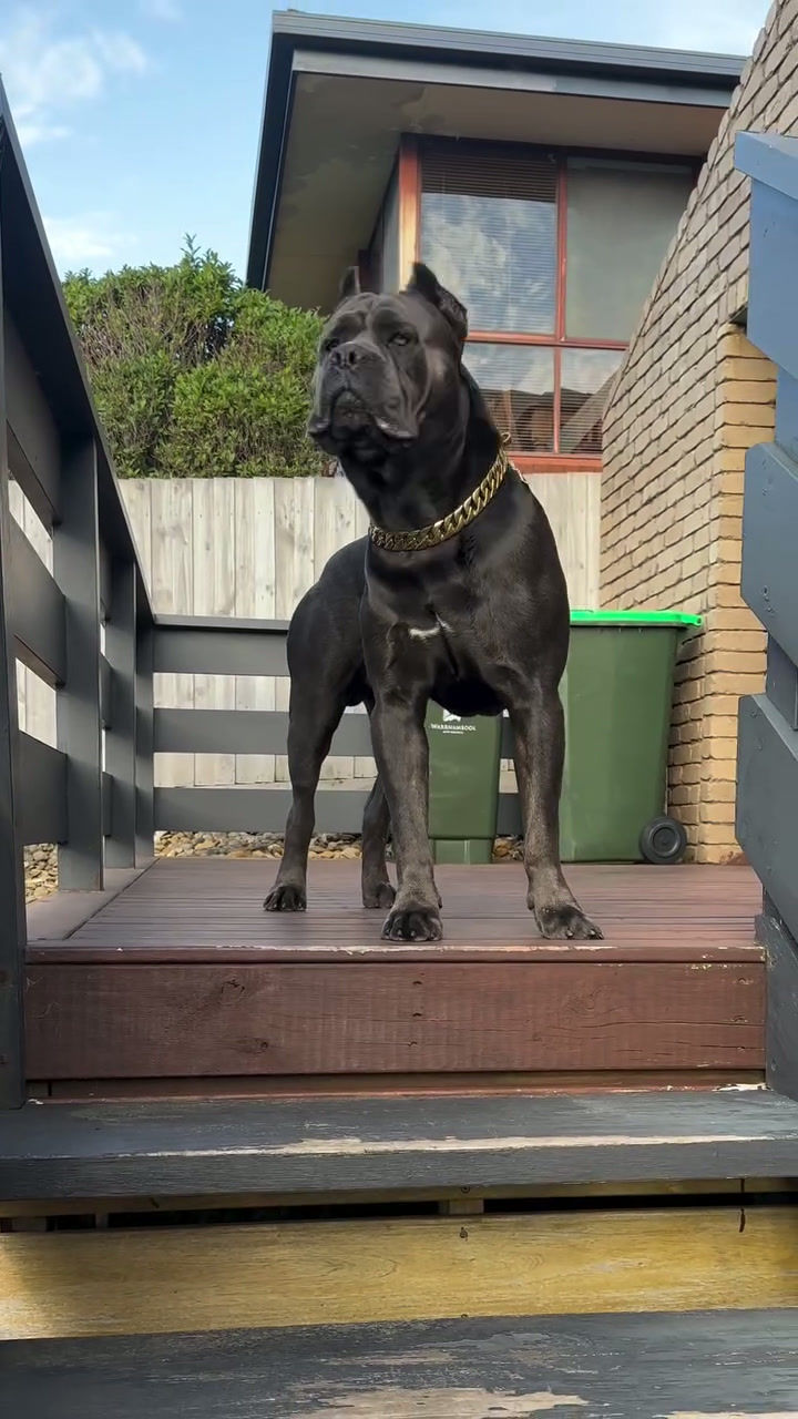 Thumbnail: Cane Corso