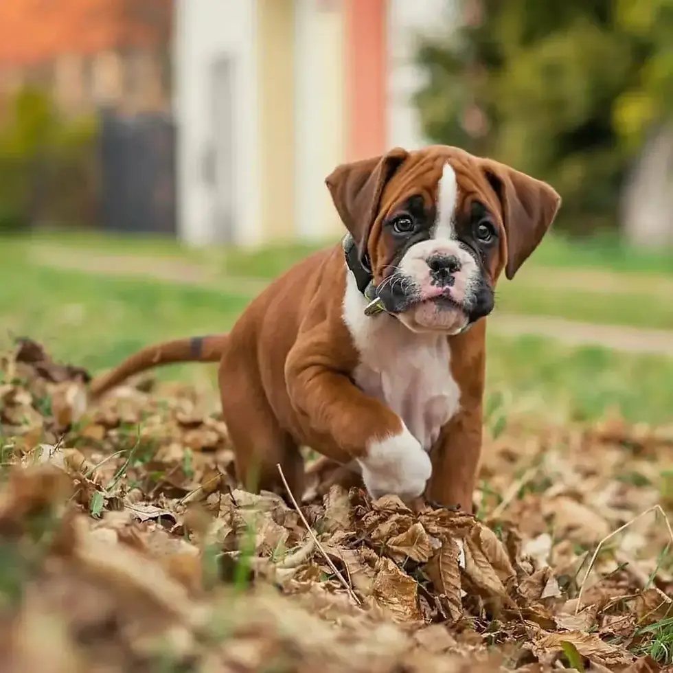 Thumbnail: Boxer