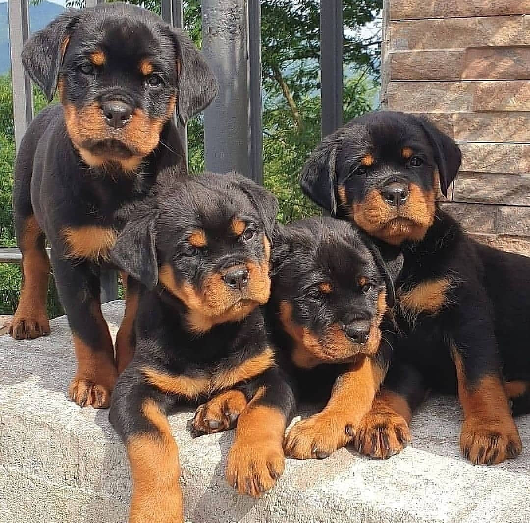 Rottweiler