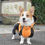 Thumbnail: 2023 Corgi Dog Clothes Jumpsuit Waterproof Clothing Pembroke Welsh Corgi Dog Rai