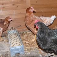 Die Hühner sind da!