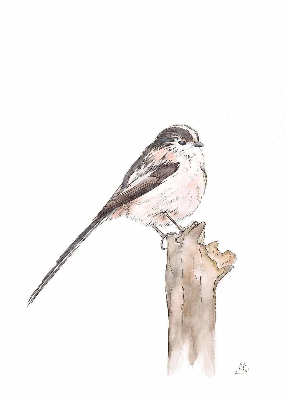 Thumbnail: BRITISH BIRDS greetings cards (set of 6)